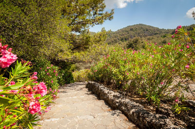 Scenic view of flowering plants by footpath against sky