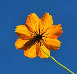 Close-up of yellow flower against blue sky