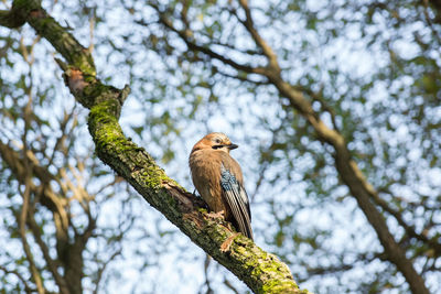 Bird perching on a tree