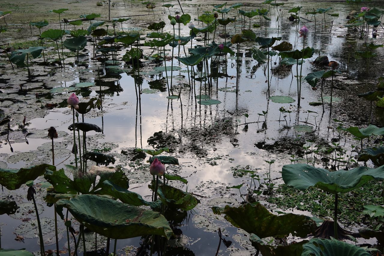 LOTUS WATER LILY IN LAKE