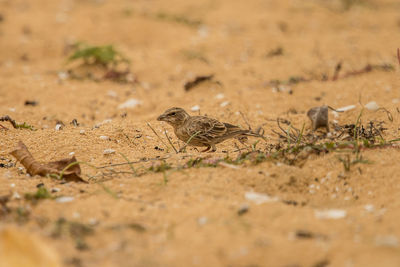 Close-up of birds on field