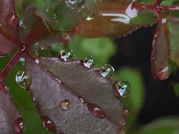 Close-up of water drops on leaf