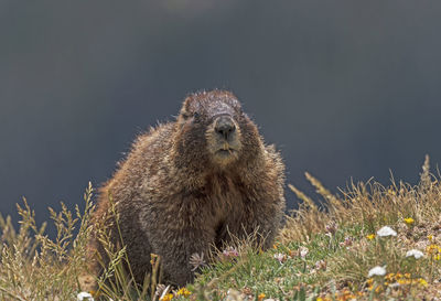 Yellow bellied marmot in the alpine tundra in rocky mountain national park in colordao