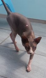 High angle portrait of cat walking outdoors