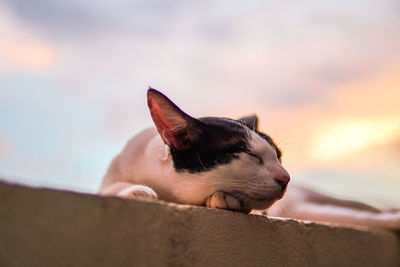 Cat sleeping at sunset