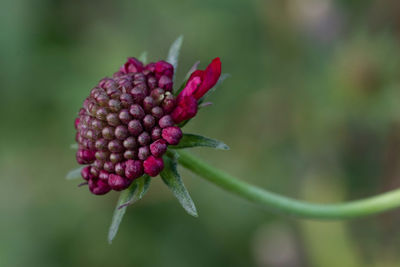 Close-up of pink flower buds