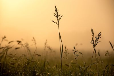 Plants growing on field against sky during foggy weather