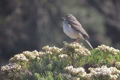 Close-up of bird perching on a flower