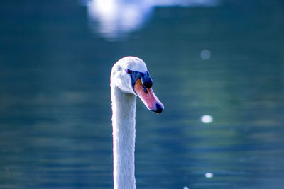 Close-up of swan swimming in lake