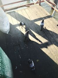 High angle view of pigeon perching on footpath