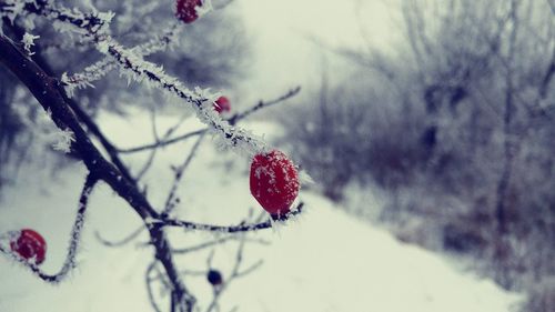 Close-up of red berries on tree during winter