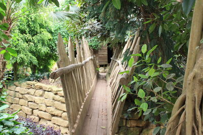 Footpath amidst trees in forest