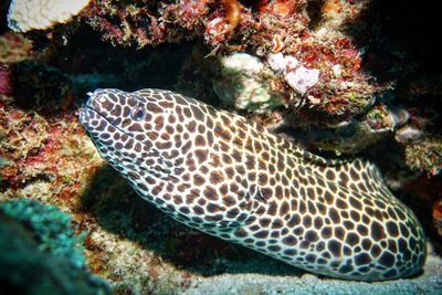 Close-up of coral in sea