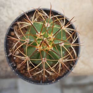 Close-up of cactus in potted plant