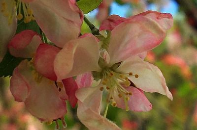 Close-up of fresh pink flower tree
