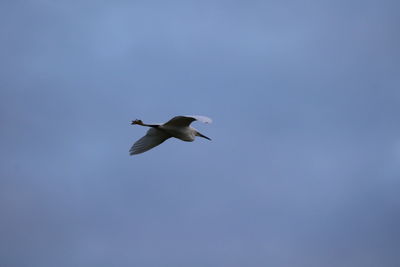 Low angle view of seagull flying in sky