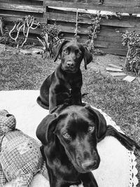 Portrait of dog sitting outdoors