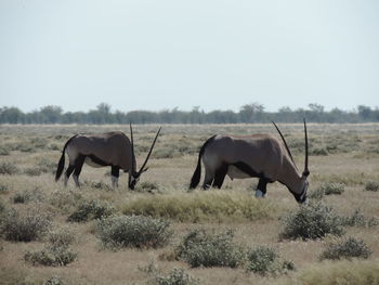 Horses grazing on field against clear sky