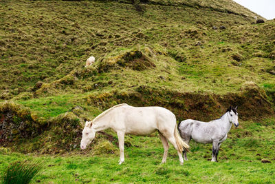 Horses in a field