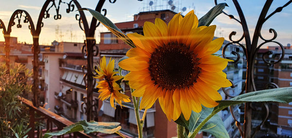 Close-up of sunflower