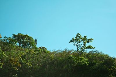 Low angle view of trees against blue sky