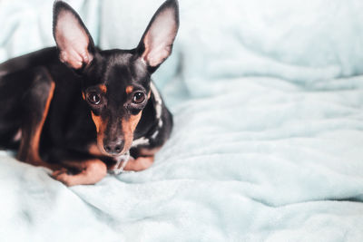 Close-up of black dog on bed