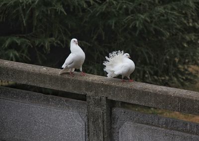 Doves perching on retaining wall