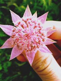 Close-up of hand holding flower