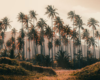 Palm trees on field against sky