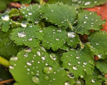 Close-up of wet leaves on rainy day