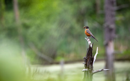 Bird perching on a tree