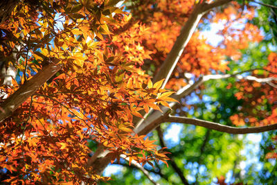 Low angle view of maple tree