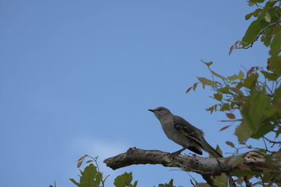 Low angle view of bird perching on tree against blue sky