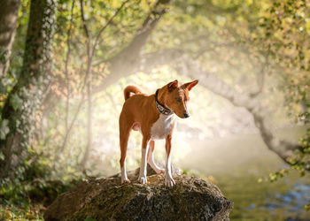 Dog on rock in forest