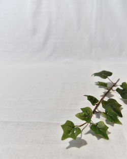 Close-up of leaves on table against white background