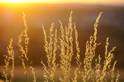 Close-up of illuminated grass against sky at sunset