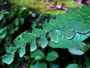 Close-up of wet plant