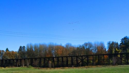 Trees growing on field against blue sky