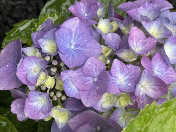 Close-up of purple hydrangea flowers