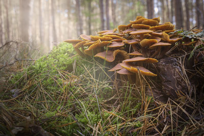 Close-up of mushroom growing on field