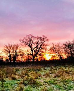 Bare trees on landscape against sky