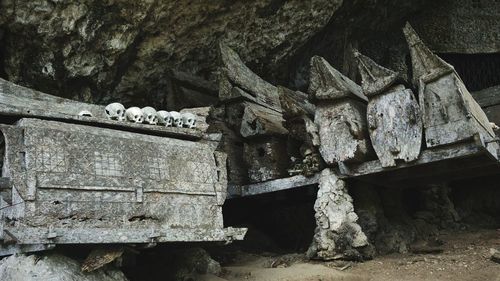 Low angle view of lizard on wood