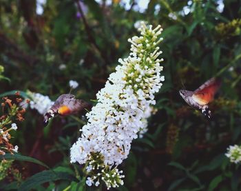 Close-up of insect on white flower