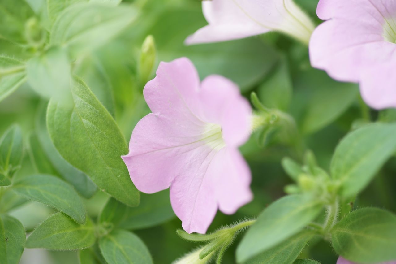 leaf, flower, petal, nature, growth, plant, fragility, beauty in nature, green color, freshness, close-up, pink color, no people, flower head, day, outdoors, blooming