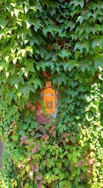 Close-up of ivy hanging on tree