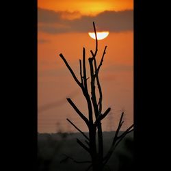 Silhouette of landscape at sunset