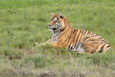 Cat lying on grass