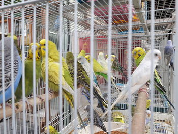 Birds in cage