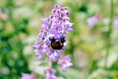 Bee pollinating on purple flower