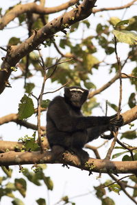 Low angle view of woman sitting on tree